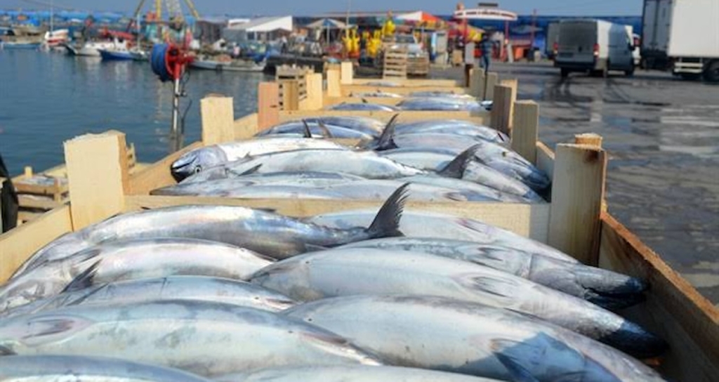 Marmara Denizi'nde Artan Palamut Arzıyla Tane Fiyatları 100 Liraya İndi