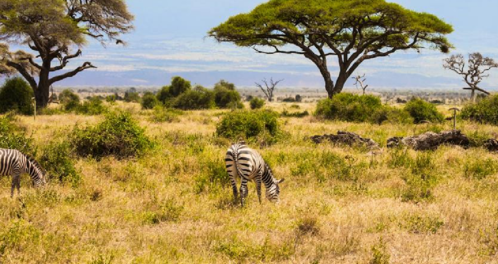 Kenya Savanında Büyük Otçulların 18 Yıllık Yokluğu Ağaç Örtüsünü Değiştirdi