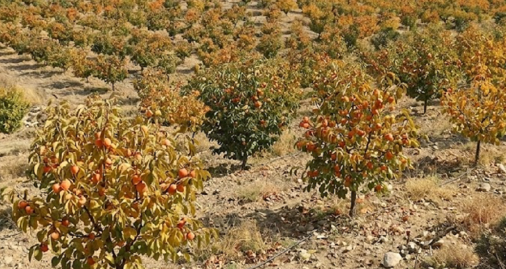 Doğu Asya Kökenli Cennet Hurması Türkiye'nin Yüksek Katma Değerli İhracat Kalemine Dönüştü