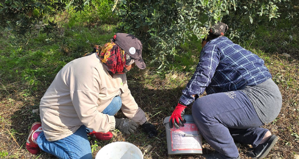 Samandağ’da Halhalı Zeytini Hasadı Başlarken Ürün Fiyatı Bahçede 150 TL Oldu