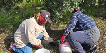 Samandağ’da Halhalı Zeytini Hasadı Başlarken Ürün Fiyatı Bahçede 150 TL Oldu