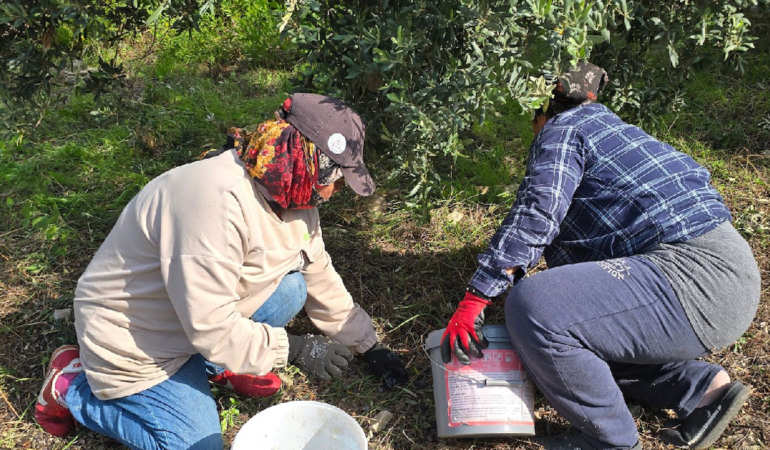 Samandağ’da Halhalı Zeytini Hasadı Başlarken Ürün Fiyatı Bahçede 150 TL Oldu