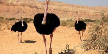 Nijer'de 70 Yıl Sonra Kuzey Afrika Deve Kuşları Doğaya Bırakıldı