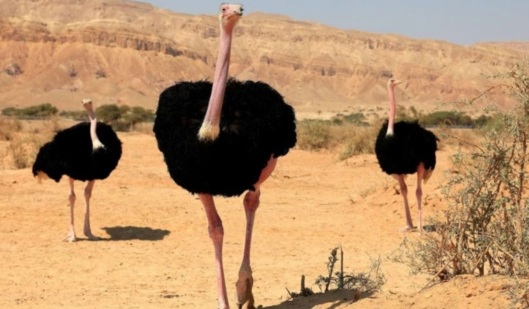 Nijer'de 70 Yıl Sonra Kuzey Afrika Deve Kuşları Doğaya Bırakıldı